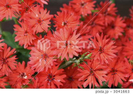 センノウ 3041663