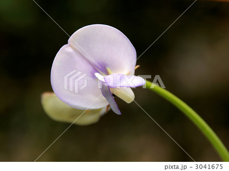 ジュウロクササゲの花 ジュウロクササゲの花 3041675