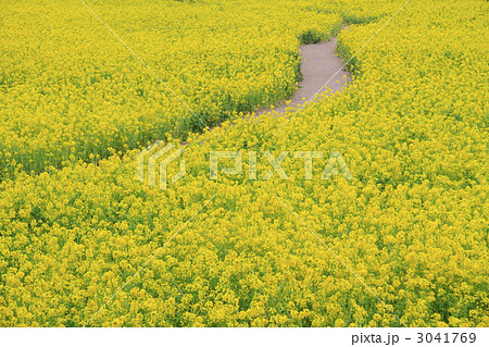 菜の花畑 3041769