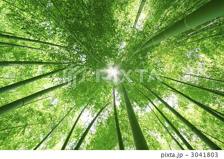 竹林と太陽 3041803