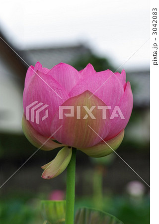 古代はす 大賀はす 古代はす 大賀はす 3042083