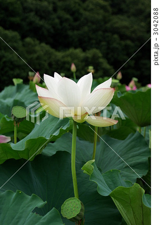 古代はす　大賀はす 3042088