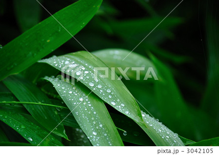 雨後 雨後 3042105