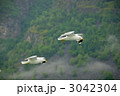 フィヨルドのカモメ フィヨルドのカモメ 3042304