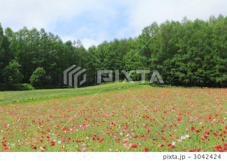 ポピー畑 3042424