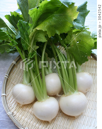 金町小かぶ 金町小かぶ 3042542