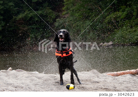 フラット・コーテッド・レトリーバー フラット・コーテッド・レトリーバー 3042623