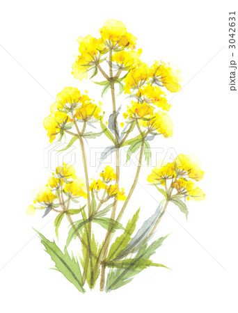 抽象の花 黄色 抽象の花 黄色 3042631