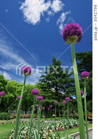 ギガンチウム満開（京都府立植物園） 3042799