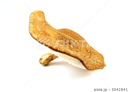 生シイタケ 3042841