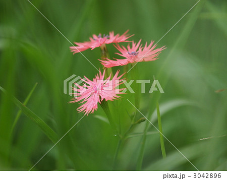 オグラセンノウの花 3042896