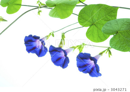 朝顔の花 朝顔の花 3043271