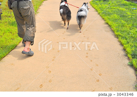 犬の足跡の写真素材