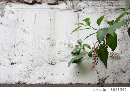 ヨウシュヤマゴボウ 3043545