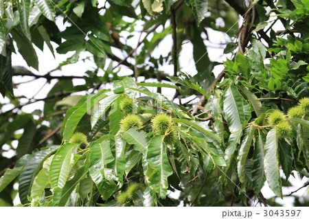 栗の木と毬栗 3043597