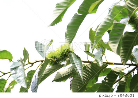 栗の木と毬栗 3043601