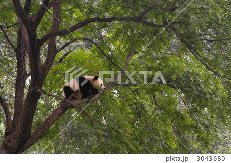 パンダ パンダ 3043680