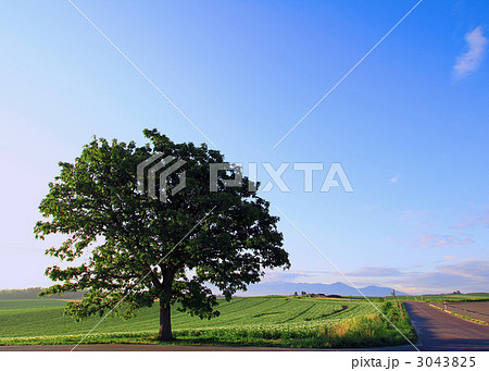 道とセブンスターの木 3043825