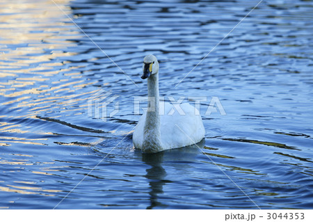 コハクチョウ 3044353