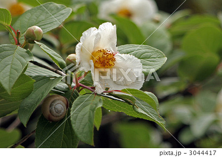 沙羅双樹の花とカタツムリ 沙羅双樹の花とカタツムリ 3044417