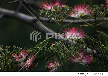 ねむの木 3044418