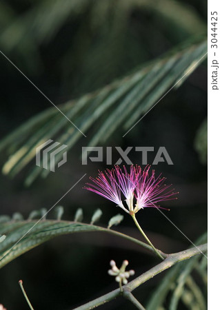 ねむの木 3044425