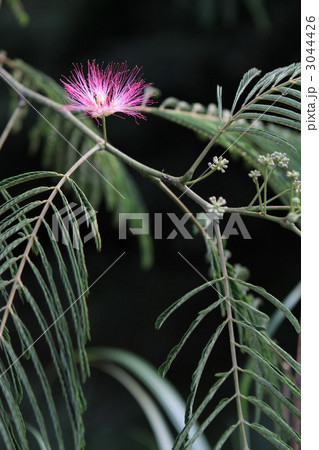 ねむの木 ねむの木 3044426