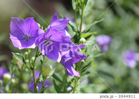 桔梗（紫） 3044911