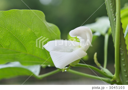 ナタ豆の花 3045103