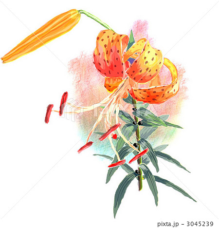 オニユリ 3045239