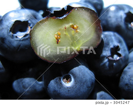 ブルーベリー 3045247