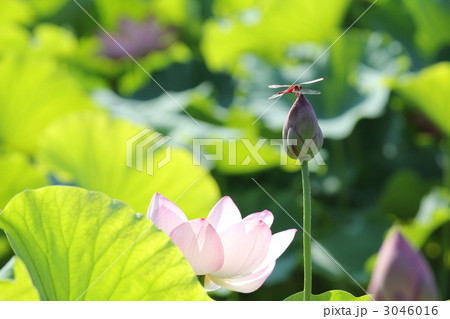 ハスとトンボ ハスとトンボ 3046016