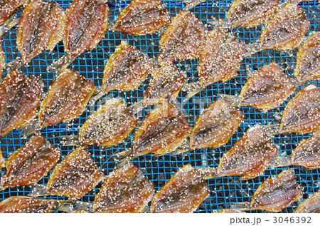 天日干しのアジ 天日干しのアジ 3046392