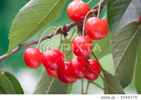 完熟サクランボ 3046570