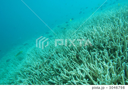 小笠原の珊瑚礁と熱帯魚 小笠原の珊瑚礁と熱帯魚 3046798