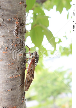 アブラゼミ 3046964