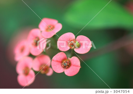 サボテン公園 3047054