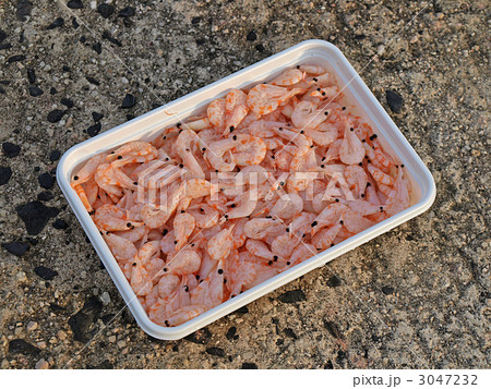 オキアミ 3047232