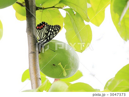 ある出合い 3047373