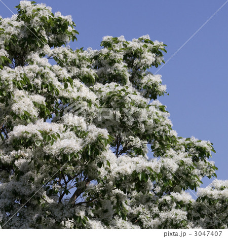 ヒトツバタゴ 3047407