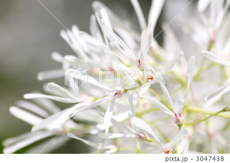 ヒトツバタゴ 3047438