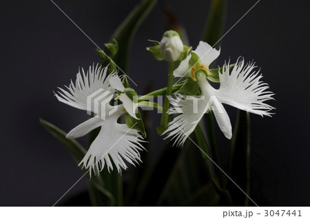 サギソウ 3047441