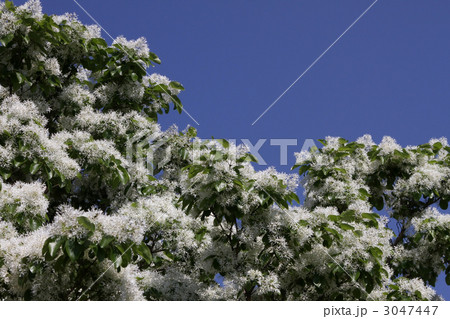 ナンジャモンジャ ナンジャモンジャ 3047447