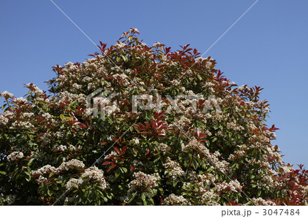 カナメモチ カナメモチ 3047484