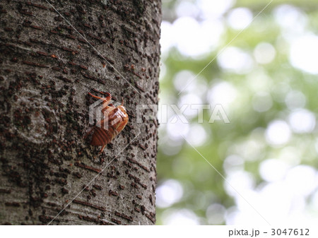 油蝉の抜け殻 3047612