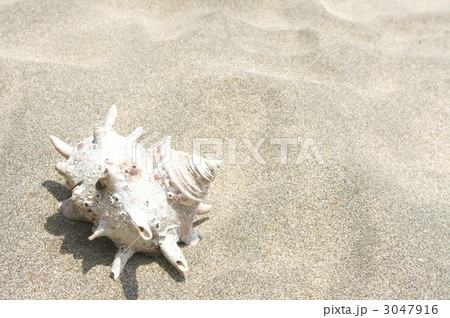 巻貝　海岸　砂浜 3047916