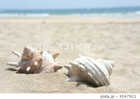 巻貝　海岸　砂浜 3047921