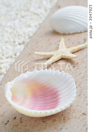レンガの上の貝殻とヒトデ レンガの上の貝殻とヒトデ 3047925