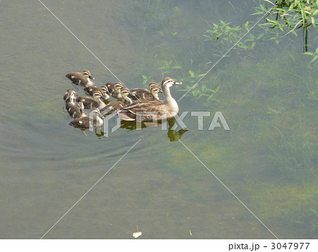 カルガモの親子 カルガモの親子 3047977