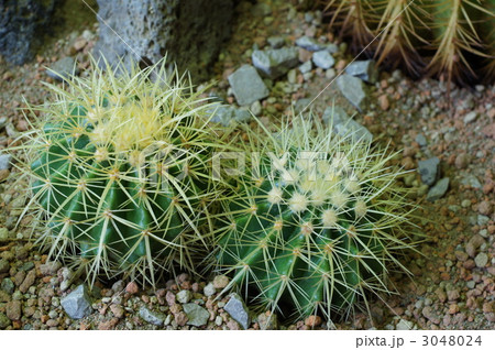 サボテン 仙人掌科 砂漠植物の写真素材